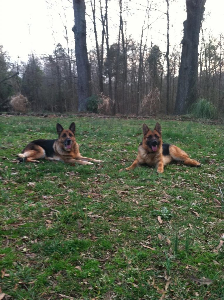 dogs