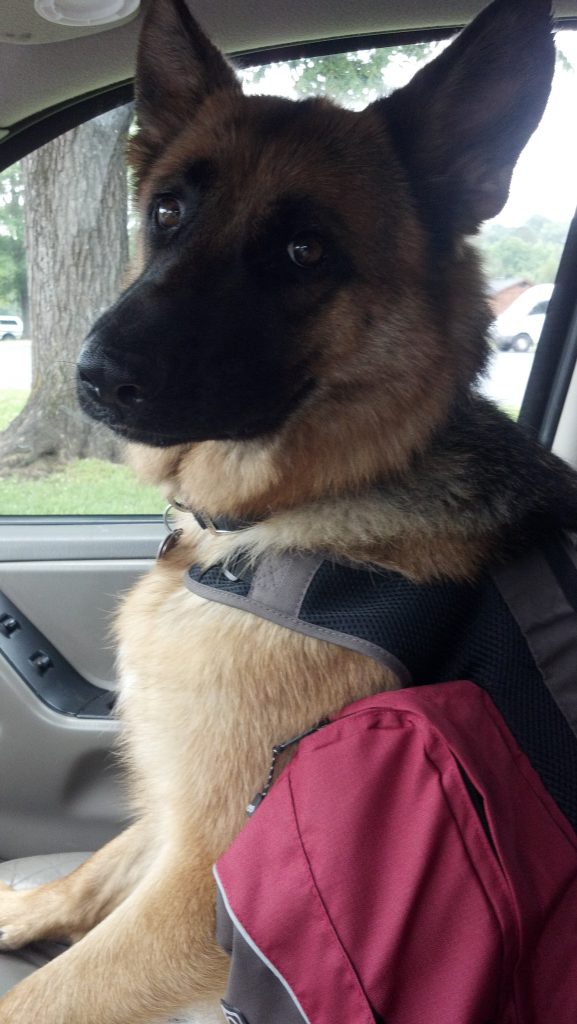 GSD backpack