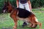 GSD