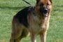 GSD Leika