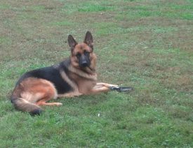 Aura Stole the Garden Shovel