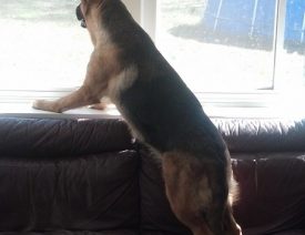 Aura Looking out the Window