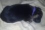 German Shepherd Puppy