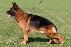 Showline store german shepherd