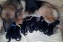 puppies