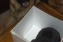 German Shepherd Puppy Pic, June 14, 2013