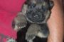 Cutest German Shepherd puppy in NC?