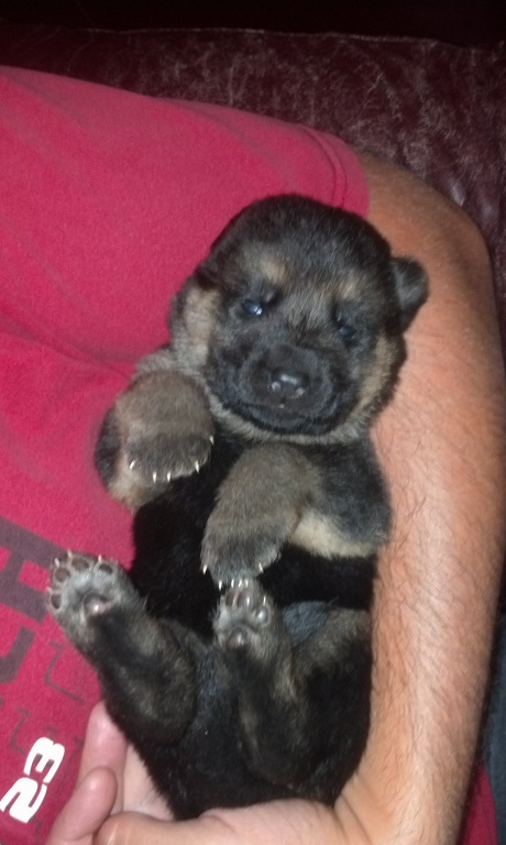 German shepherd shop puppy chewing