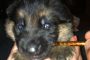 puppy