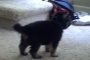 puppy
