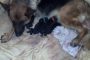 puppies
