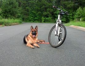 Biking our German Shepherds!