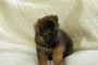 1 Puppy Available