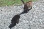 puppy and cat