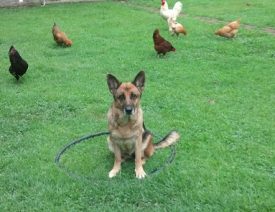 Do German Shepherds Attack Chickens?