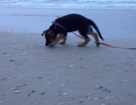 What is the Best Collar for German Shepherd Puppies?