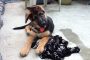 Adele - 12 weeks old
