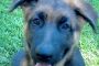 Black Collar Puppy Sept 5 2013