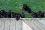 puppies