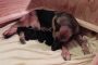 puppies
