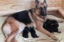 puppies