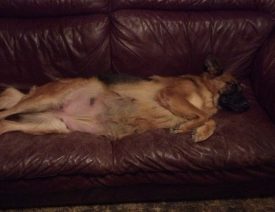 Our German Shepherd Aura is about to start Whelping