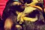 puppies