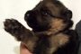 B Litter Puppies Day 15