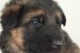 December 17 2013 Puppy Pic
