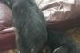 Dec 23 B Litter Update