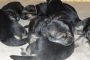 puppies