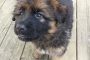 B Litter Puppy Update 1-2-2014