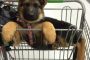 Blue goes to Walmart