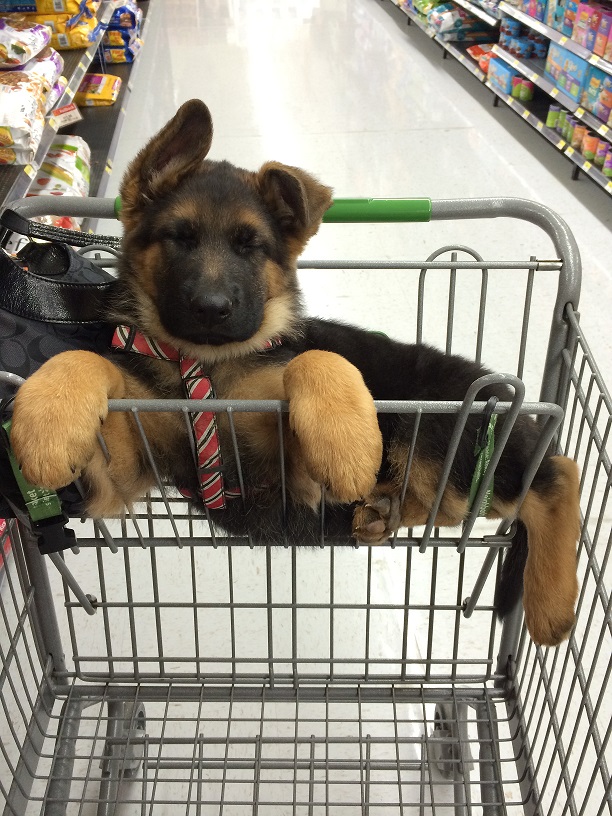 German shepherd sale puppy shopping