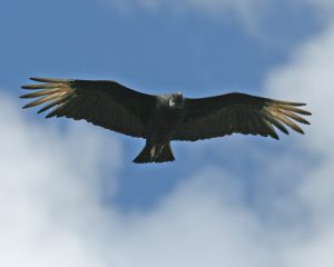 vulture