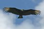 vulture