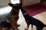 aura and pup