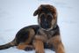 Miller from the B Litter