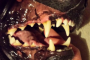 teeth