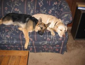 A Wonderful Dog Went to Heaven Today