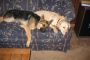 dogs