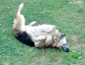 What is the Life Expectancy of a German Shepherd Dog?