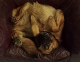 How To Tell if your German Shepherd is Pregnant