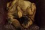 How To Tell if your German Shepherd is Pregnant