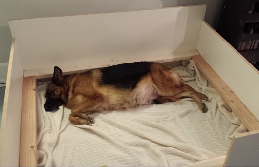 german shepherd female pregnant