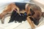 The C Litter Puppies Are Here!