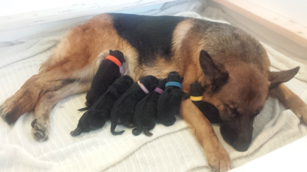 how big of a whelping box for a german shepherd