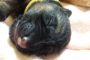C Litter GSD Puppy Day 3