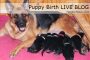 german shepherd puppy birth live blog