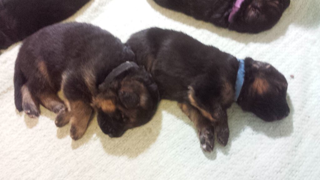 gsd puppy